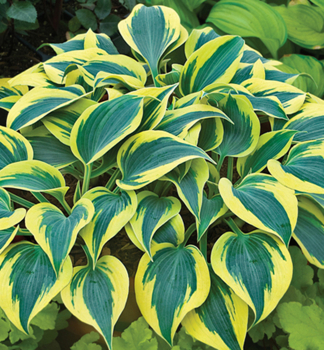 Hosta (Bohyka) AUTUMN FROST kont. 0,5 l