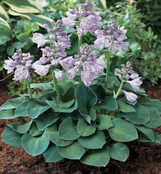 Hosta (Bohyka) BLUE MOUSE EARS kont. 0,5 l