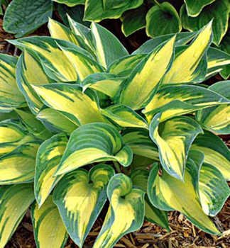 Hosta (bohyka) JUNE kont. 0,5 l