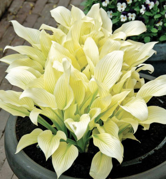 Hosta (Bohyka) WHITE FEATHER kont. 1 l