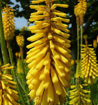 Mnohokvt (Kleopatina jehla) SUNNINGDALE YELLOW kont. 1 l