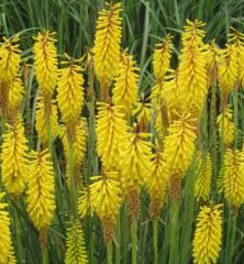 Mnohokvt (Kleopatina jehla) SUNNINGDALE YELLOW kont. 1 l