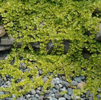 Obrzok (6)