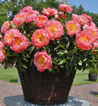 Pivoka bylinn CORAL CHARM  kont. 1,5 l