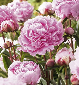 Pivoka bylinn SARAH BERNHARDT kont. 1,5 l