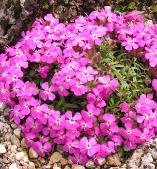 Mydlice hybridn BRESSINGHAM PINK, kont. 0,5 l