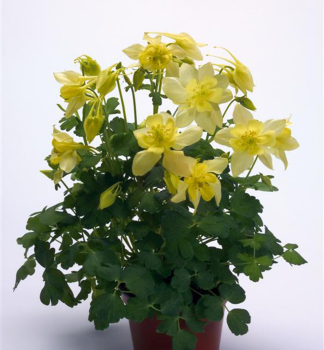 Orl��ek obecn� �SPRING MAGIC YELLOW�, kont. 0,5 l
