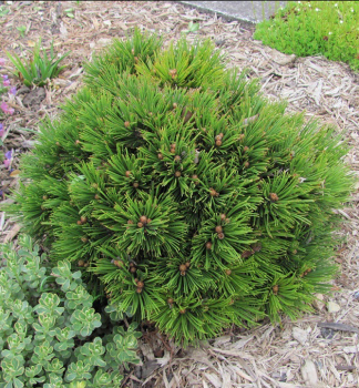 Borovice blokor SCHMIDTII 15-20 cm, kont. 4 l