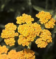 Obrzok (9)