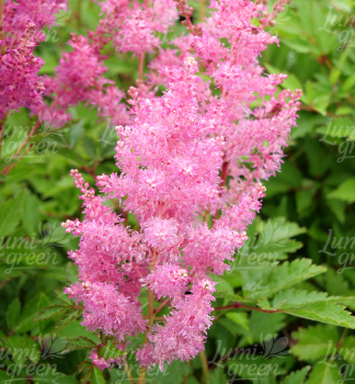 Obr�zok (7)
