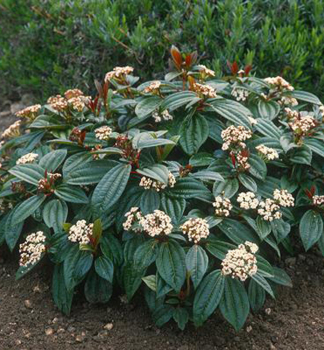 Kalina Davidova 20-30 cm, kont. 2,5 l