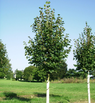 Lpa malolist GREEN SPIRE 200-220 cm, kont. 12 l