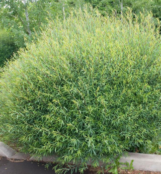 Vrba purpurov NANA 40-50 cm, kont. 3 l