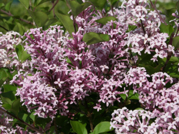 Obrzok (1)