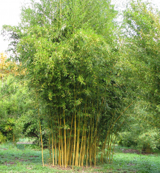 Bambus / Phyllostachys aureosulcata SPECTABILIS 120-140 cm, kont. 10 l