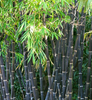 Bambus / Phyllostachys nigra 40-50 cm, kont. 10 l
