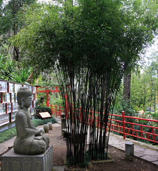 Bambus / Phyllostachys nigra 40-50 cm, kont. 2,5 l