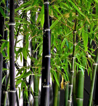 Bambus / Phyllostachys nigra 40-60 cm, kont. 2,5 l