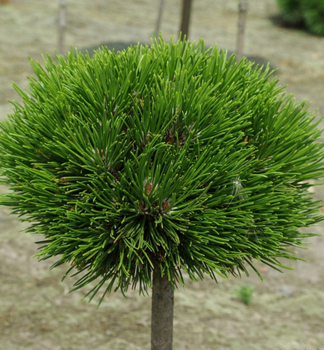Borovice blokor SCHMIDTII, na kmnku 50 cm, kont. 5 l