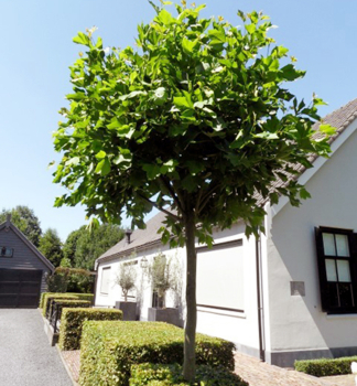 Platan javorolist ALPHENS GLOBE na kmnku 180 cm, kont. 20 l