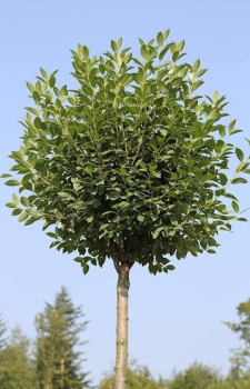 Obr�zok (6)