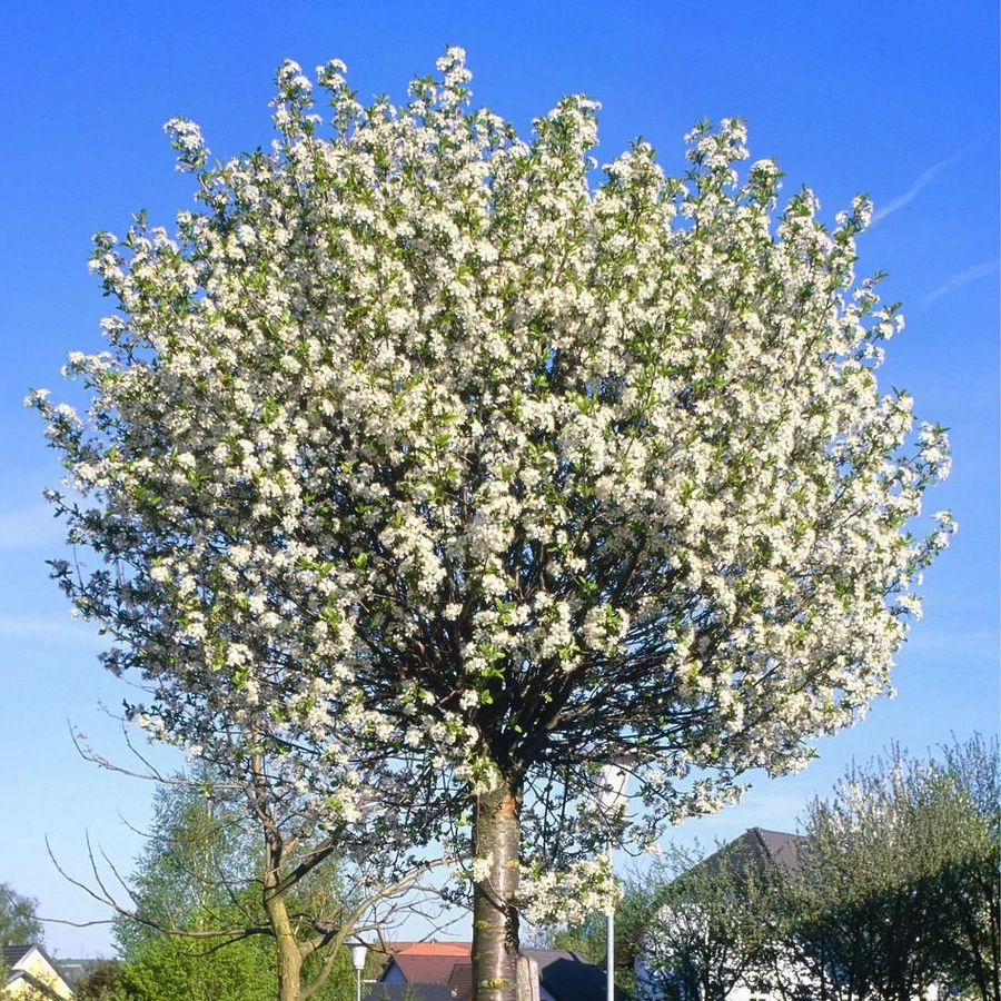 Okrasn� vi�e� �GLOBOSA� na km�nku 120 cm, kont. 12 l