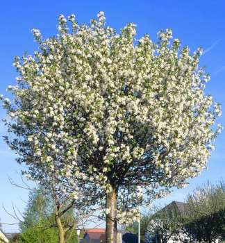 Okrasn� vi�e� �GLOBOSA� na km�nku 120 cm, kont. 12 l