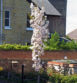 Okrasn slivo 'AMANOGAWA' (Sakura), na kmnku 100 cm, kont. 5 l