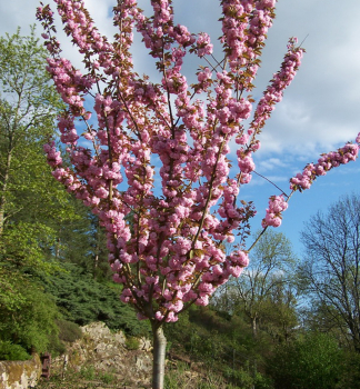 Vie pilovit KANZAN (Sakura) na kmnku 120 cm, kont. 12 l