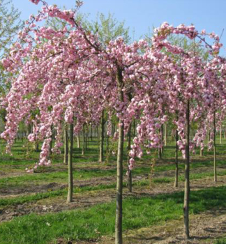 Okrasn� t�e�e� �KIKU SHIDARE� na km�nku 180 cm, kont. 15 l