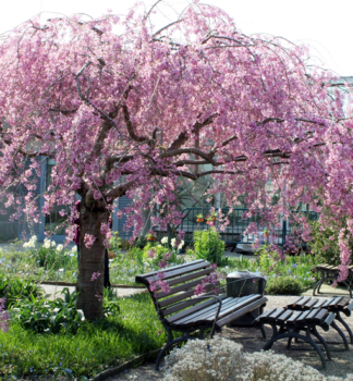 Vie chloupkat PENDULA RUBRA na kmnku 120 cm, kont. 12 l