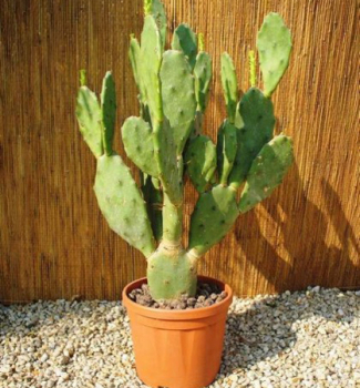 Opuncie mexick�, 20-30 cm, kont. 4 l