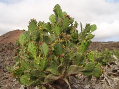 Obr�zok (3)