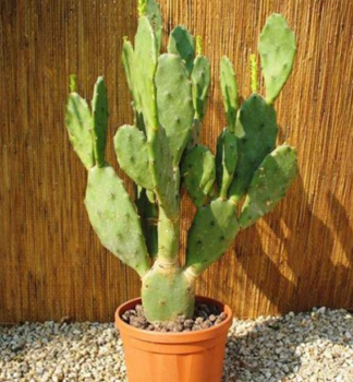 Opuncie mexick�, 20-30 cm, kont. 4 l
