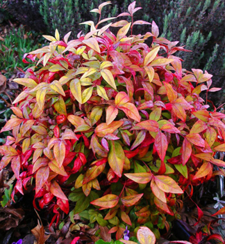Nandina dom�c� �FIRE POWER� 20-30 cm, kont. 2,5 l