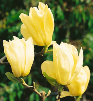 choln YELLOW RIVER 100-110 cm, kont. 3 l