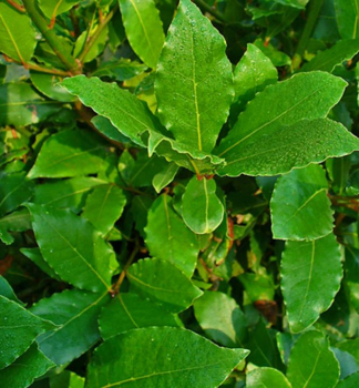 Obrzok (1)
