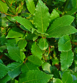Vavřín pravý (Bobkový list) 15-20 cm, kont. 0,5 l