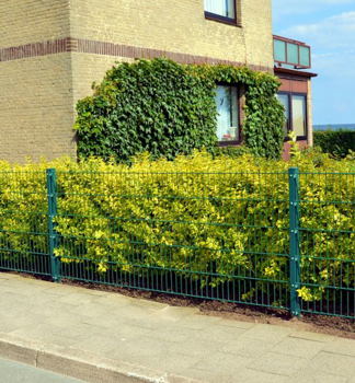 Pta zob vejitolist 'AUREUM 40-50 cm, kont. 1 l