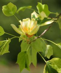Obrzok (2)