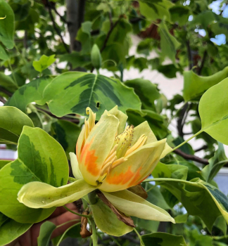 Liliovnk tulipnokvt AUREOMARGINATUM 120-130 cm, kont. 12 l