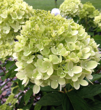Hortenzie latnat LITTLE LIME 20-30 cm, kont. 1,4 l