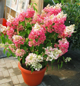 Hortenzie latnat PINKY WINKY 70-80 cm, kont. 2,5 l