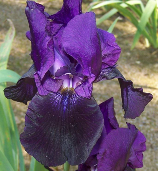 Kosatec n�meck� �BLACK TAFETTA�, kont. 1 l