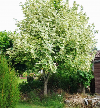 Javor ml DRUMMONDII 200-250 cm, kont. 15 l