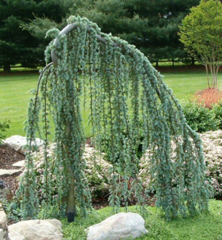 Cedr atlantsk� 'GLAUCA PENDULA' 160-180 cm, kont. 12 l