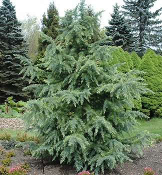 Cedr himaljsk BUSHES ELECTRA 40-50 cm, kont. 2,5 l