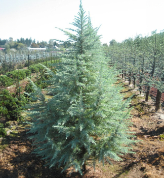 Cedr himal�jsk� �BUSHES ELECTRA� 90-100 cm, kont. 2,5 l