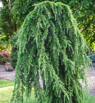 Cedr himaljsky PENDULA 160-170 cm, kont. 18 l
