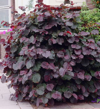 Lska nejvt PURPUREA 40-50 cm, kont. 2,5 l